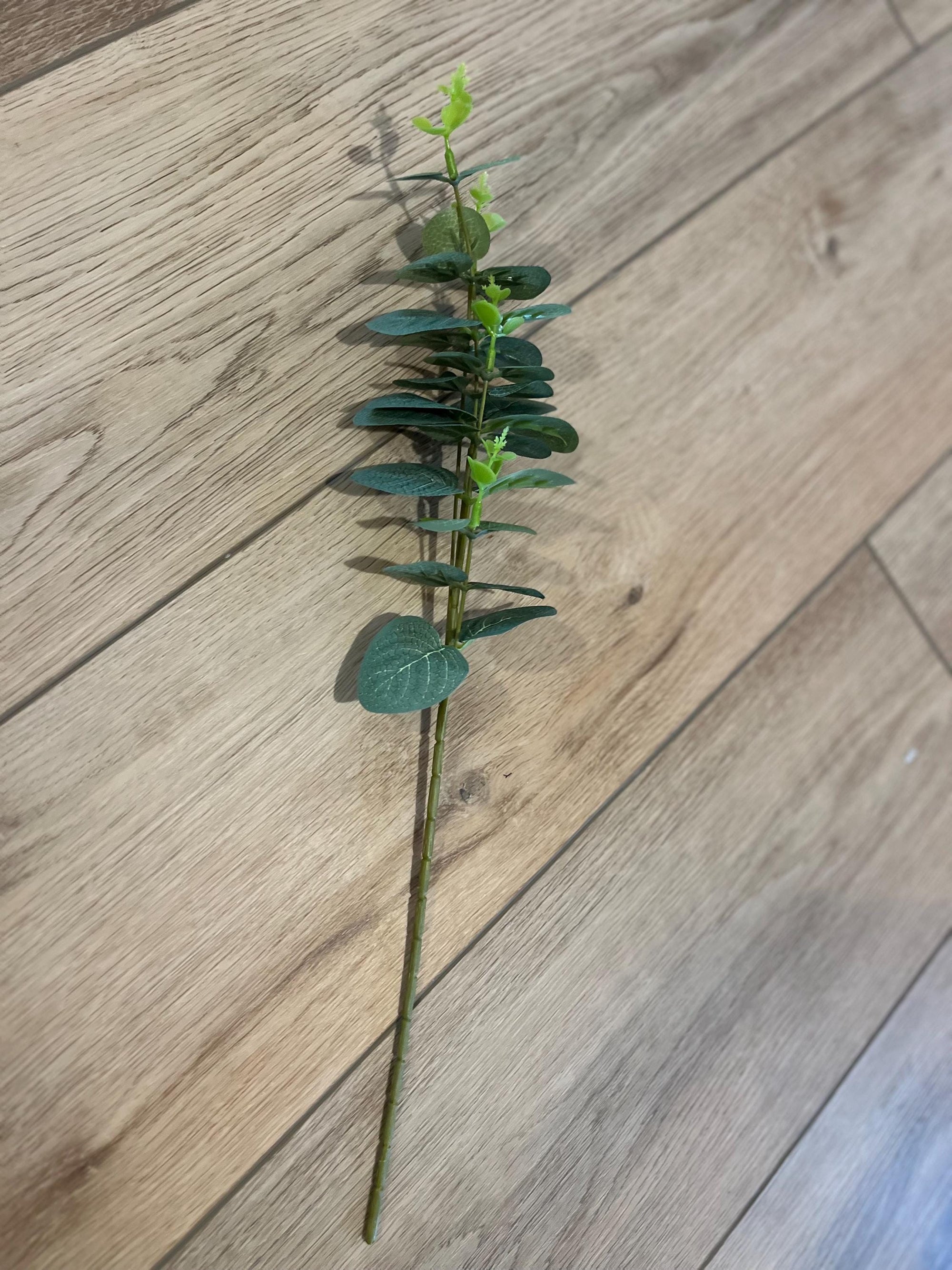 Eucalyptus Single Stem