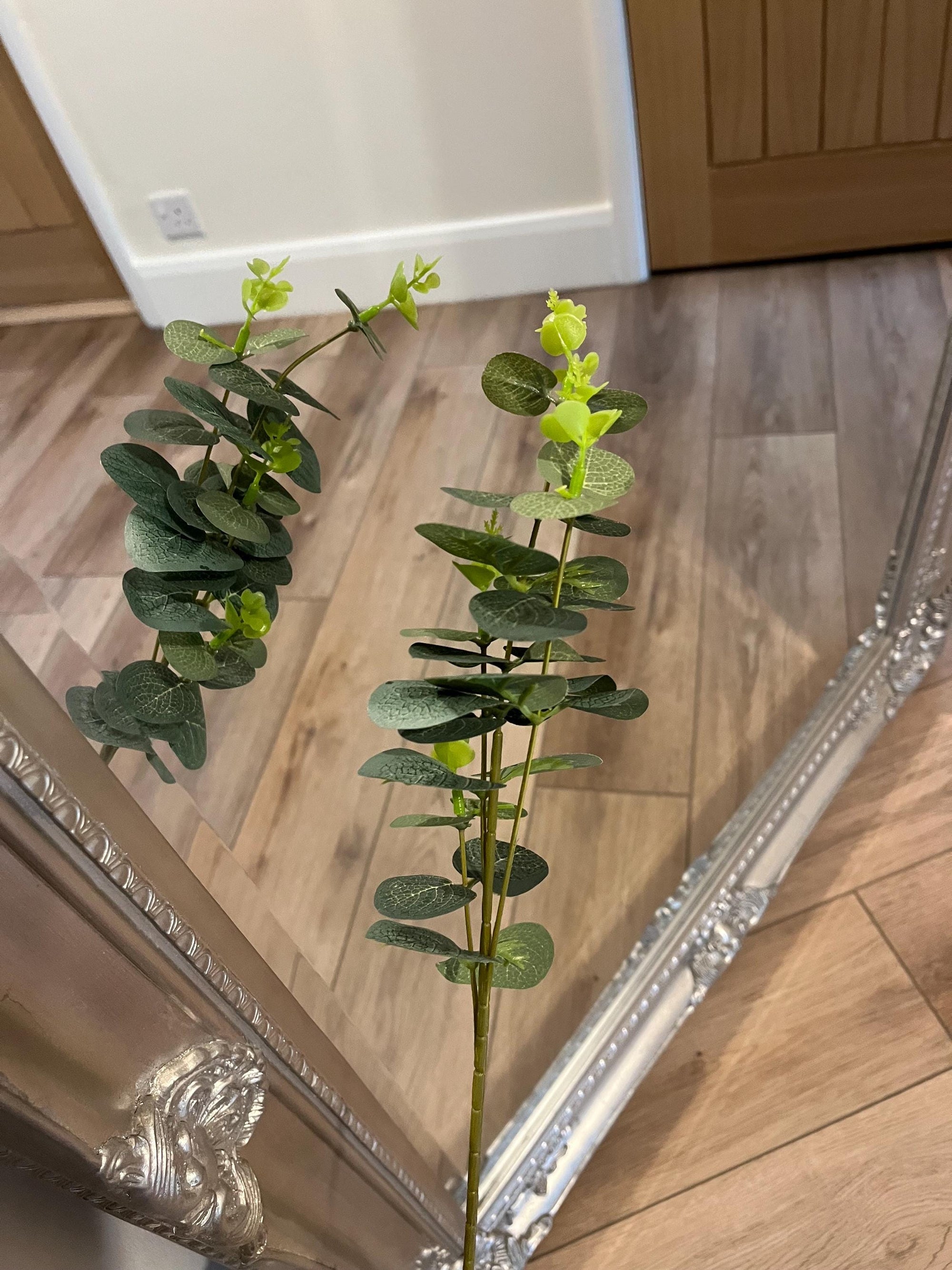 Eucalyptus Single Stem