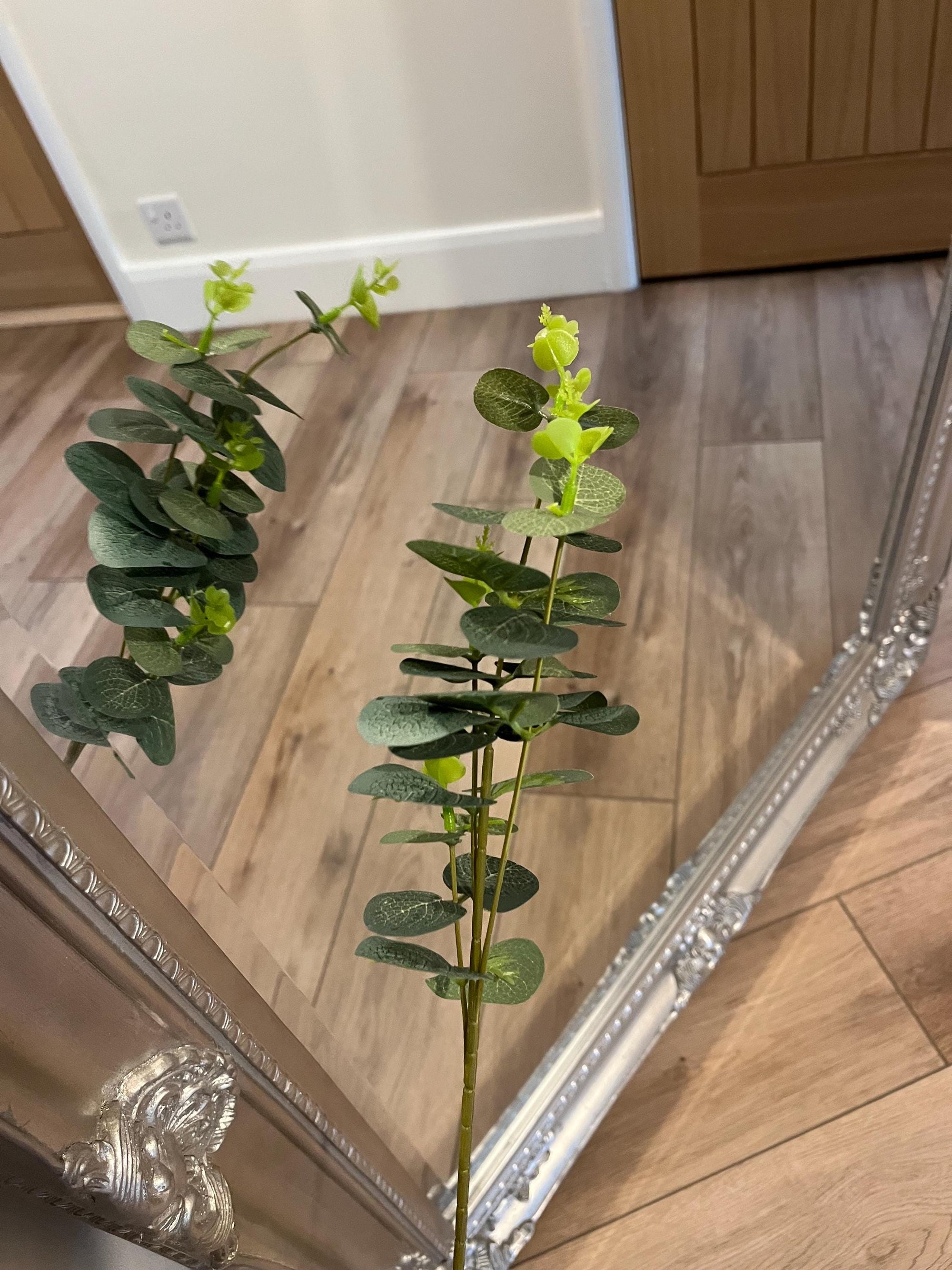 Eucalyptus Single Stem